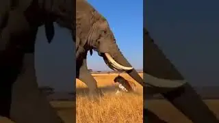 Crazy and funny animals.クレイジーで笑える動物 Unexpected pet fails #FunnyAnimals #Pets #AnimalFails