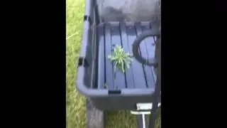 Weed Zinger in Action