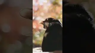 Heartbreaking Cat Tale #cats #cat #catdrama #catvideos #funny #cattales