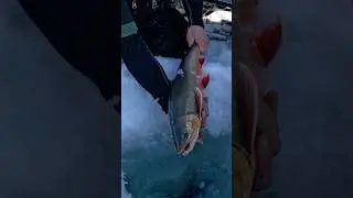 #fishing #ice #sweden #icefishing #troutfishing #trout #tightlines