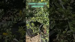 Lessons I Learned In Landscaping  #waterconservation #gardening #plants #backyard