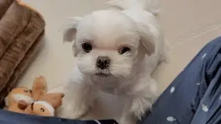 강아지가 실수로 주인 물고 엄청 놀라며 보인 행동