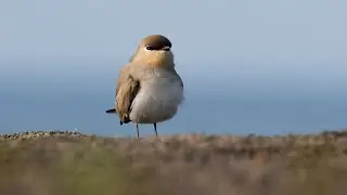 Discover The Small Pratincole : Habitat, Behaviour & More