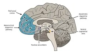 4-3 How addiction develops| Types of addition| Scientific foundations of health| 24SFHK208