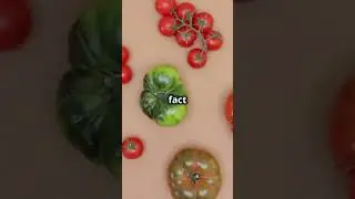 Tomato Trivia  Fun Facts You Didn't Know