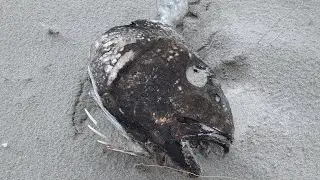 chilling on the beach. Live chat