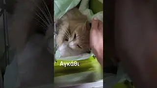 нашли в кактусах