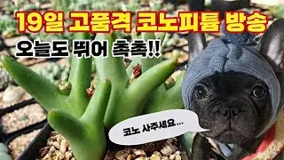19일 코노피튬 고품격 라방.꿀득템 찬스.~초보 환영.^^~~  ^^#촉촉다육#오케이플랜츠#모란형제농원#코노피튬