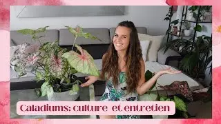 Caladiums 2: Culture et entretien pour avoir de beaux caladiums