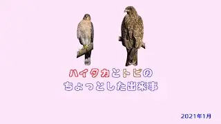 ハイタカとトビ