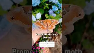 A gorgeous moth! #bugs #millipede #moth #firefly #cicada #nature #science #stem #learning #education
