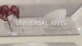 Universal ants intro redone
