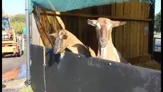 Breakfast time in Casper's Barn at Fishers Farm Park