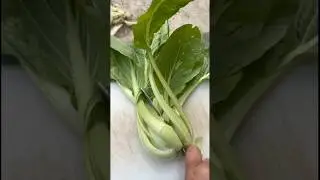 What is pok Choy / bok choy / pak choi? Bhot sara harvest kar liya ||🔴 MUST WATCH🔴|| #garden