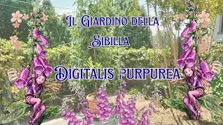 Digitalis purpurea - Il giardino della Sibilla