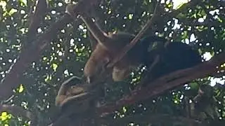 Fam&iacute;lia de macacos reunida na Natureza hora de conversar 