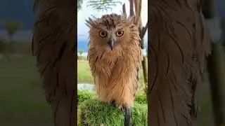Brown Owl