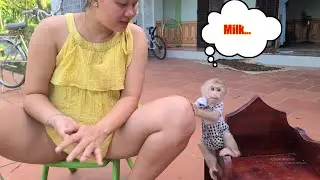 Monkey David begged Mom to drink milk