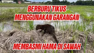 BERBURU TIKUS MENGGUNAKAN GARANGAN / BASMI HAMA TIKUS DENGAN GARANGAN ❗️#garangan #kokoopets 