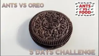 ANTS VS OREO - 5 DAYS CHALLENGE! (Time-lapse) #oreo #ants #antsvsfood #timelapse #challenge #viral