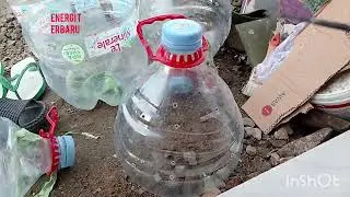 Cara membuat galon bekas menjadi media tanam
