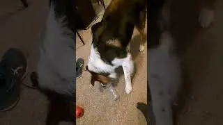 My #dog getting food from a plastic #pepsi #fail.       #feedingdogs #recycling