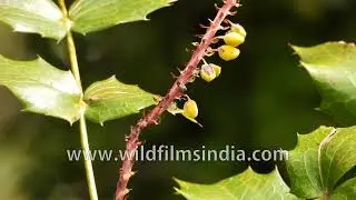 Holly in Himalaya has yellow flowers, seen here in Mussoorie : Deck the halls with boughs of Holly!