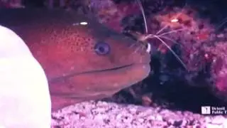 Splash and Bubbles- So Many Kinds Of Fish song