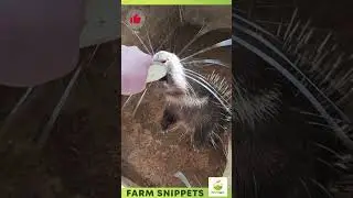 Wild Porcupine Behavior | Nature&rsquo;s Defense Mechanism Revealed