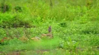 นกคุ่มอกดำ Rain Quail : Coturnix coromandelica