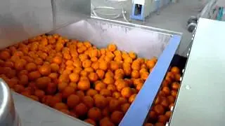 Fruit Washing Waxing Drying Sorting Machine