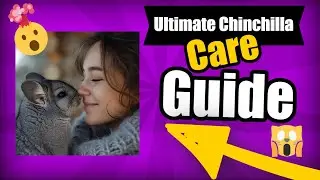 Avoid These Common Chinchilla Feeding Mistakes
