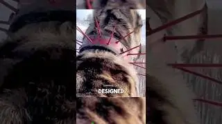 Спасительный ошейник WOLF! 🐶🛡️🌟