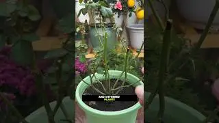🌱 Secret Hack! Fix Yellow Leaves & Dying Plants FAST 🍃💧||#garden #gardening #viralshort