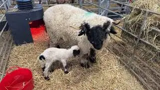 A surprise rare breed lamb! Let’s go over the plans for the day!