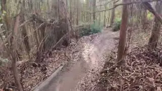 Mamba trail