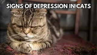 Can cats get depressed?