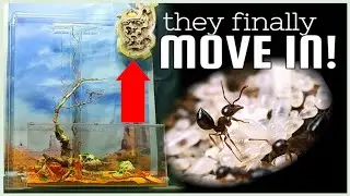 MY ACROBAT ANTS IN ARBOREAL SET UP | D colony