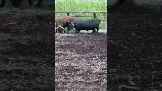 Des vaches qui se battent !