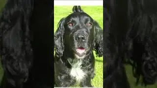 Sweep: Scotland&rsquo;s Only Poison Detection Dog Who Saves Lives 🐾