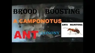 BROOD BOOSTING A CAMPONOTUS ANT COLANY