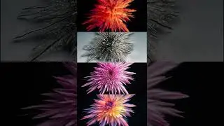 Motion Design and AI Style Transfer