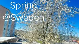 Spring in Sweden ❤️