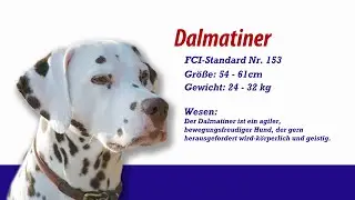 Meister PETz TV - Dalmatiner