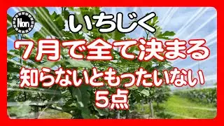 【イチジク栽培】7月で収穫量が決まる！