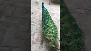 Black shoulder peacock foryou fyp subscribe me like it #youtube #shorts #black