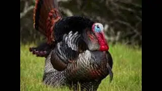 Turkey Gobble Itunes Ringtone