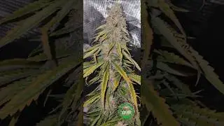 How To Grow Weed: 2 days Of Darkness and Cut To Hang Dry. #new #zaza #subscribe #howto #shorts