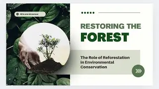 The Role of Reforestation In Environmental conservation