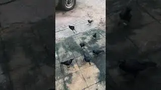 Sri lanka Crow#shorts